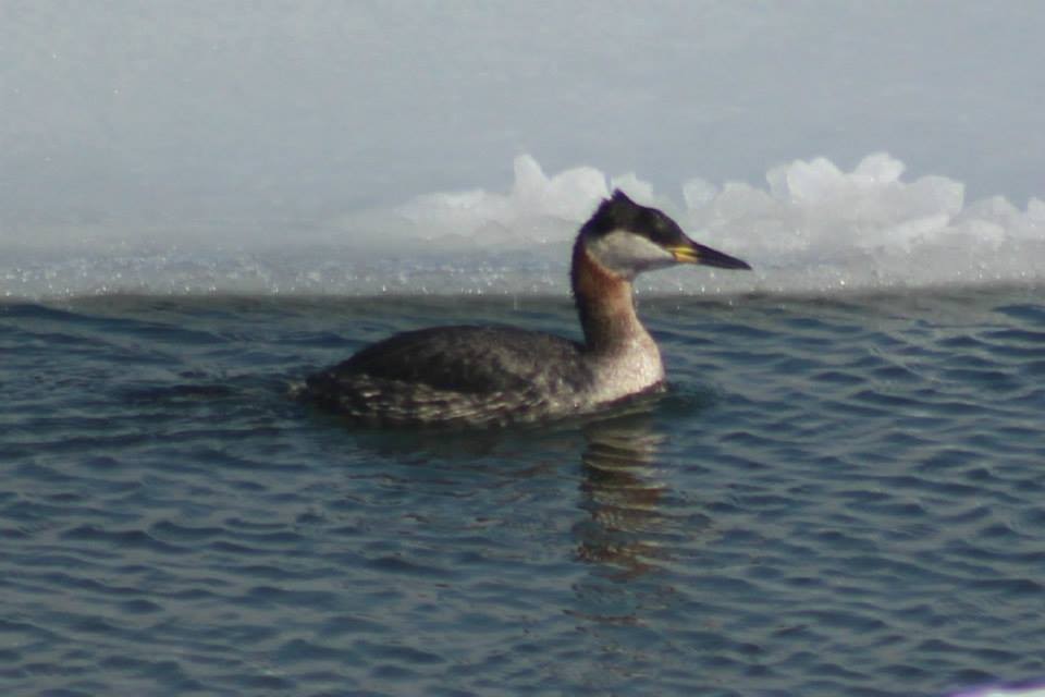 Red-necked Grebe - ML41867691