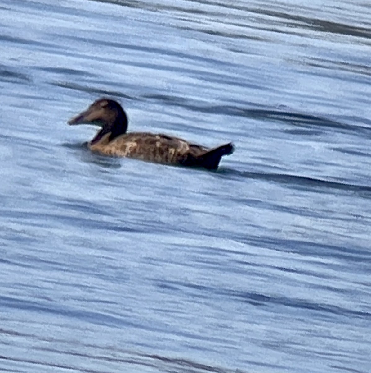 Common Eider - ML418677091