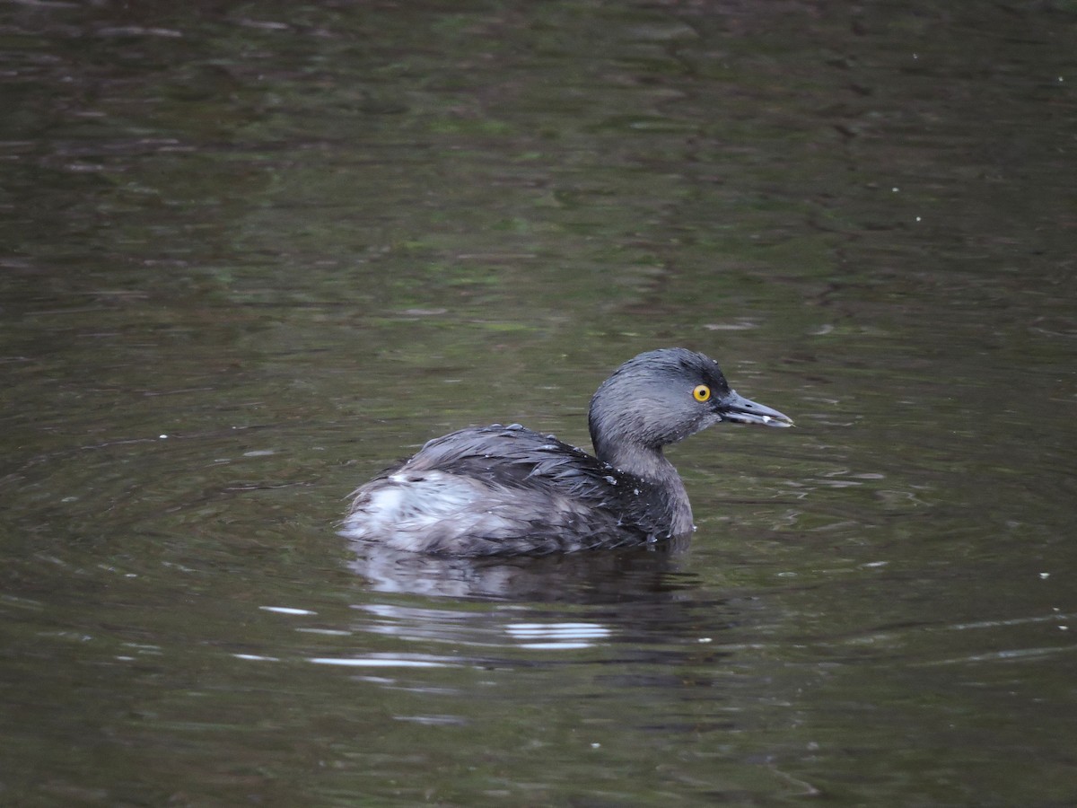 Least Grebe - Daniel Casey