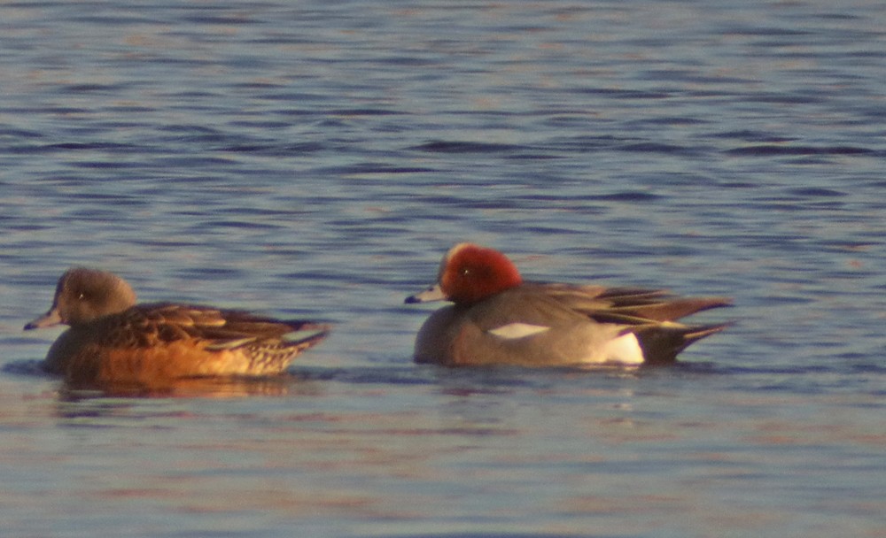 Eurasian Wigeon - ML418678441