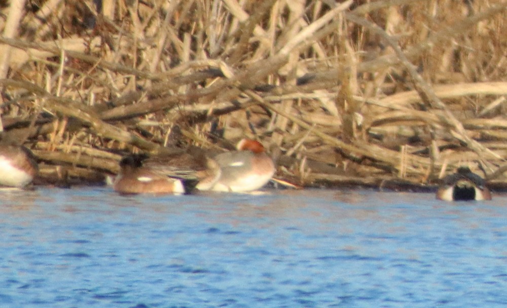 Eurasian Wigeon - ML418678451