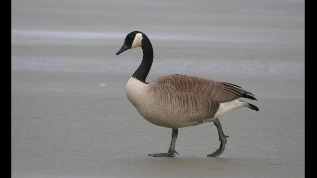 Canada Goose - ML418679081