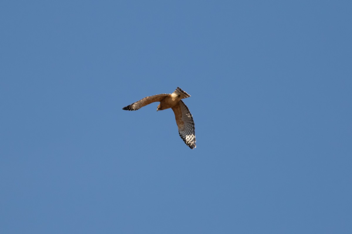 Red-shouldered Hawk - ML418680021