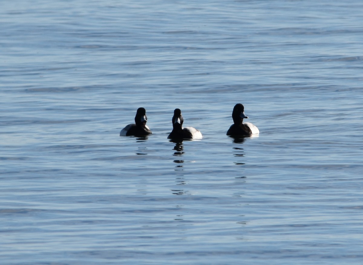 Greater Scaup - ML418680161