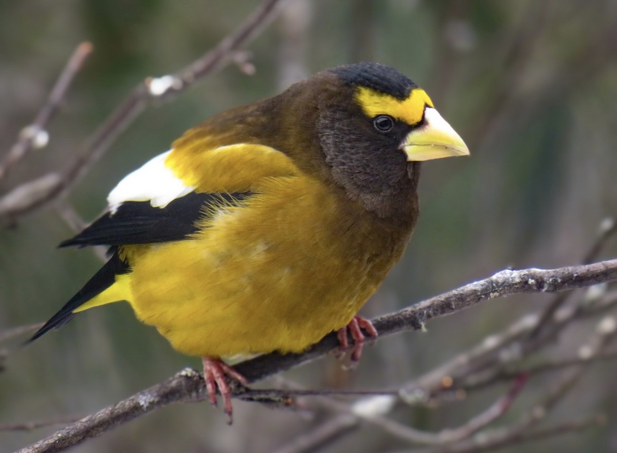 Evening Grosbeak - ML418680781