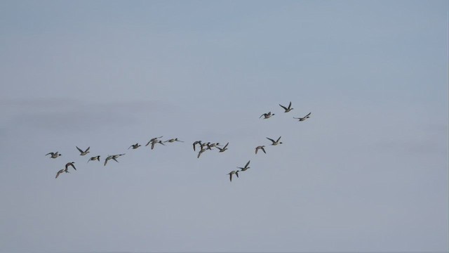 Northern Pintail - ML418682331