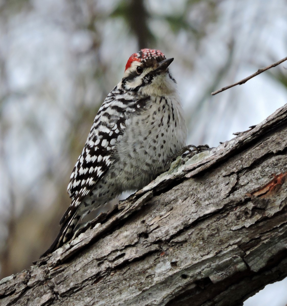 Ladder-backed Woodpecker - ML41868331