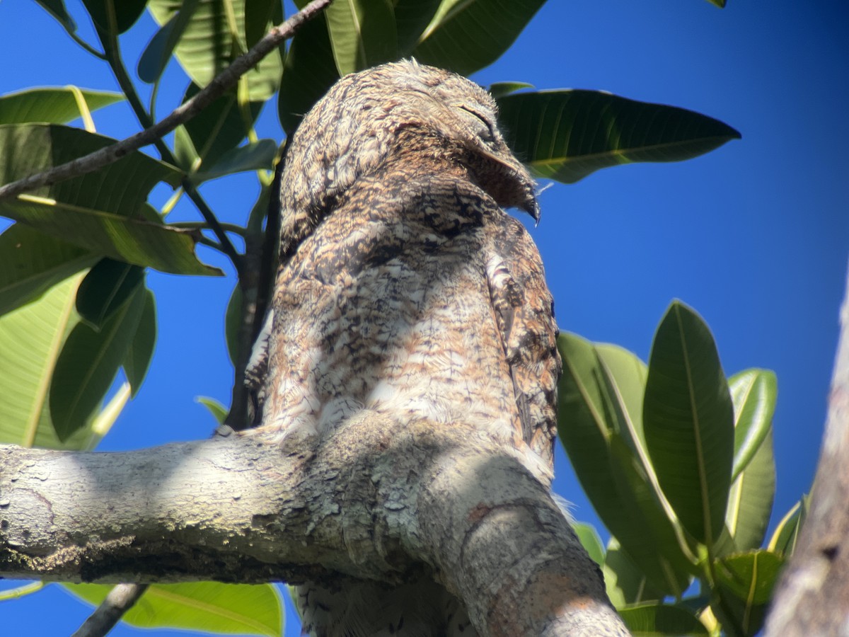 Great Potoo - Anne Cianni