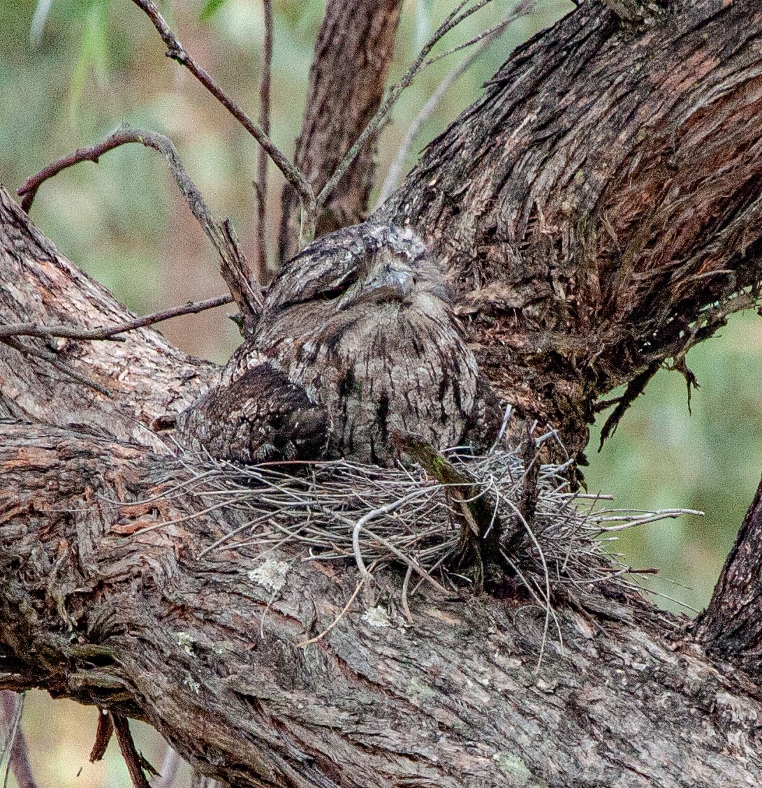 Tawny Frogmouth - ML418683741