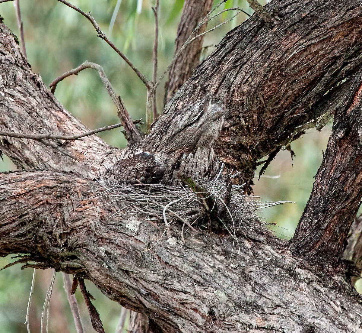 Tawny Frogmouth - ML418683751