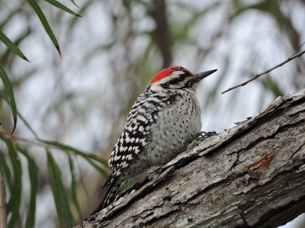 Ladder-backed Woodpecker - Daniel Casey