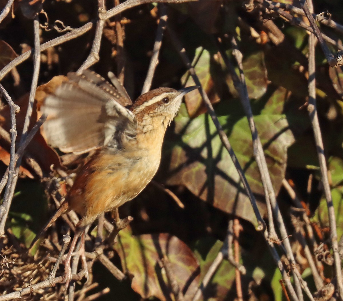 Carolina Wren - ML418684691