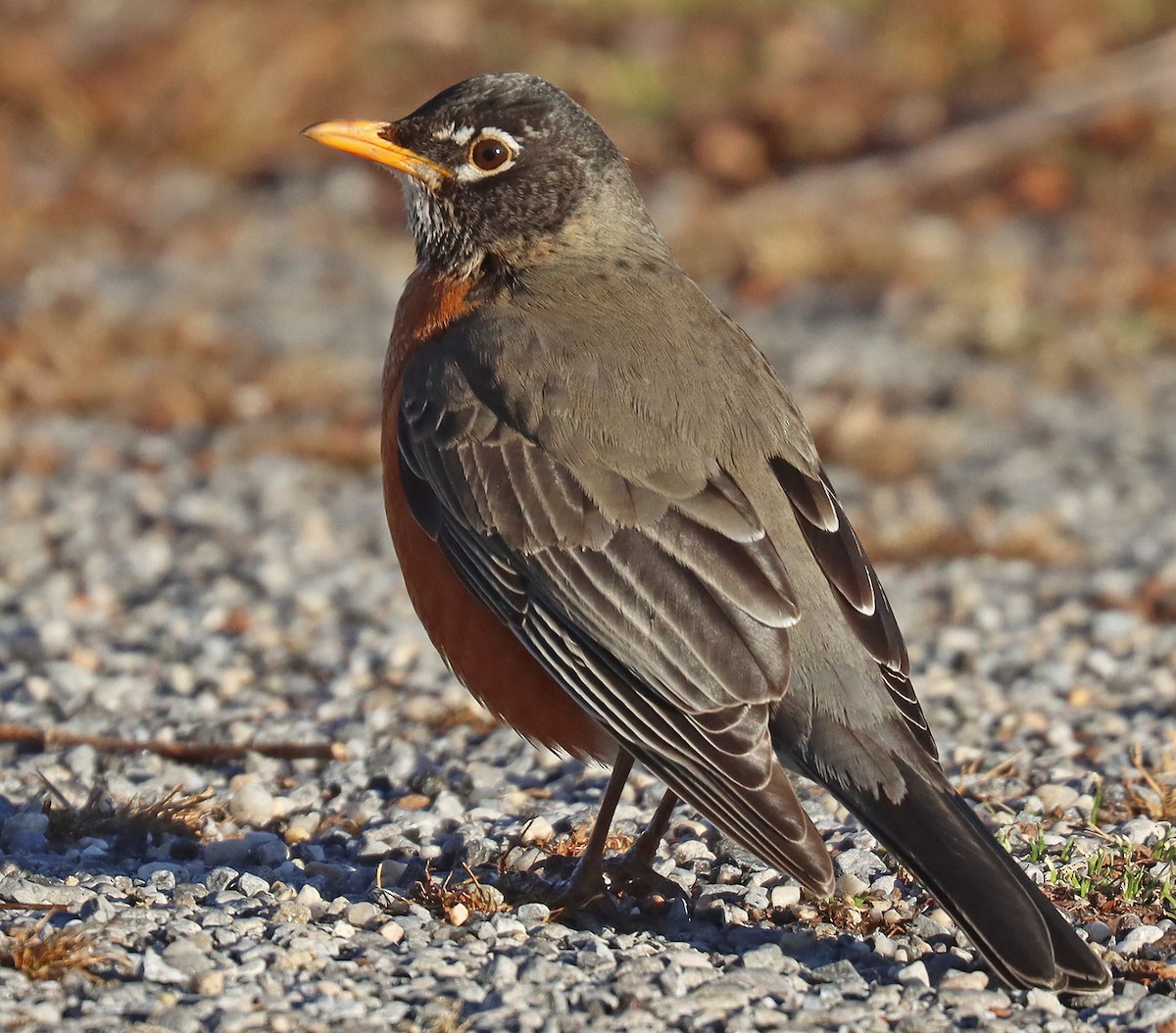 American Robin - ML418684771