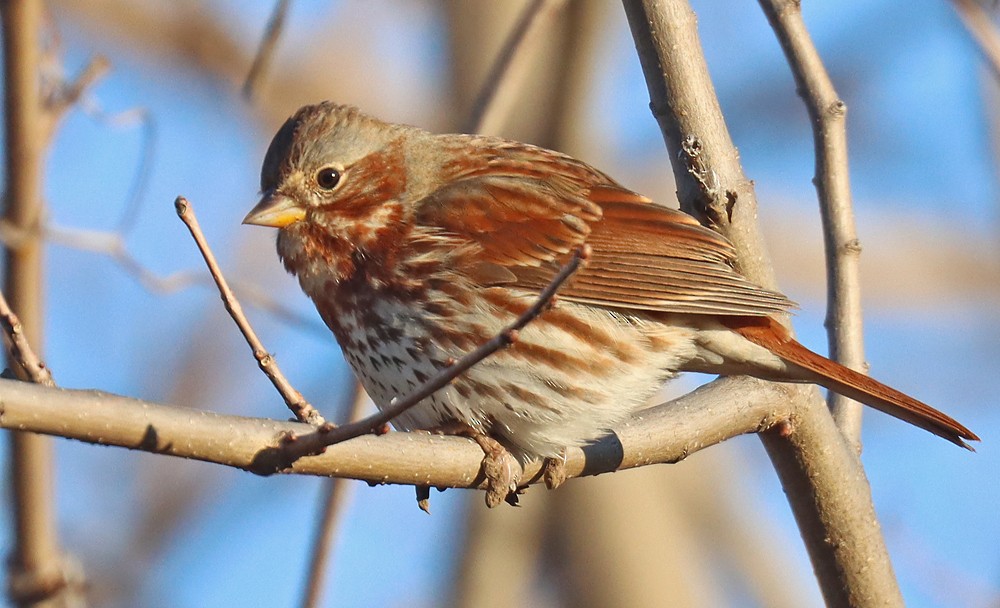 Fox Sparrow - ML418684881