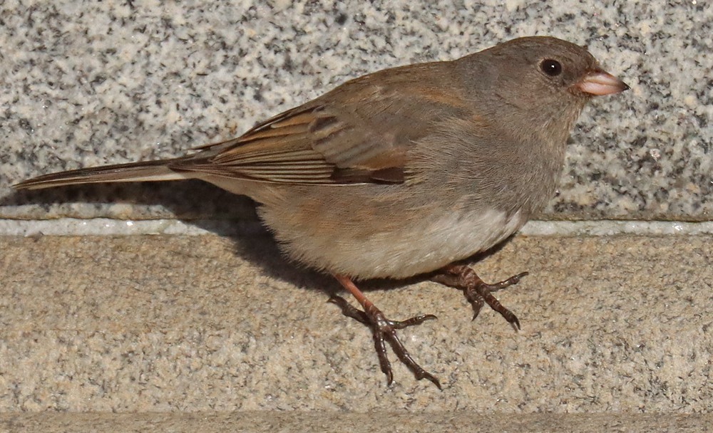 Dark-eyed Junco - ML418684941