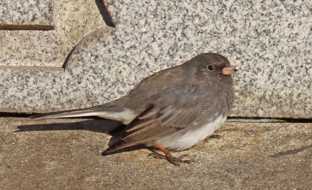 vinterjunko - ML418684951