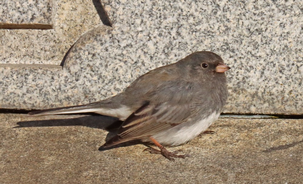 Dark-eyed Junco - ML418684951