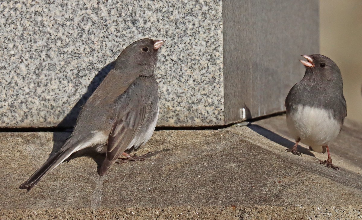 Dark-eyed Junco - ML418684971