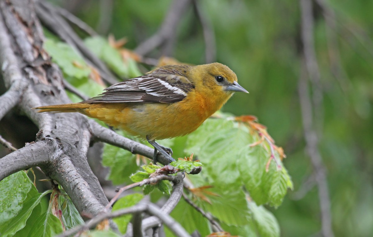 Baltimore Oriole - Ryan Schain