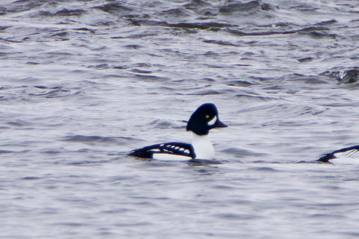 Barrow's Goldeneye - ML418685301