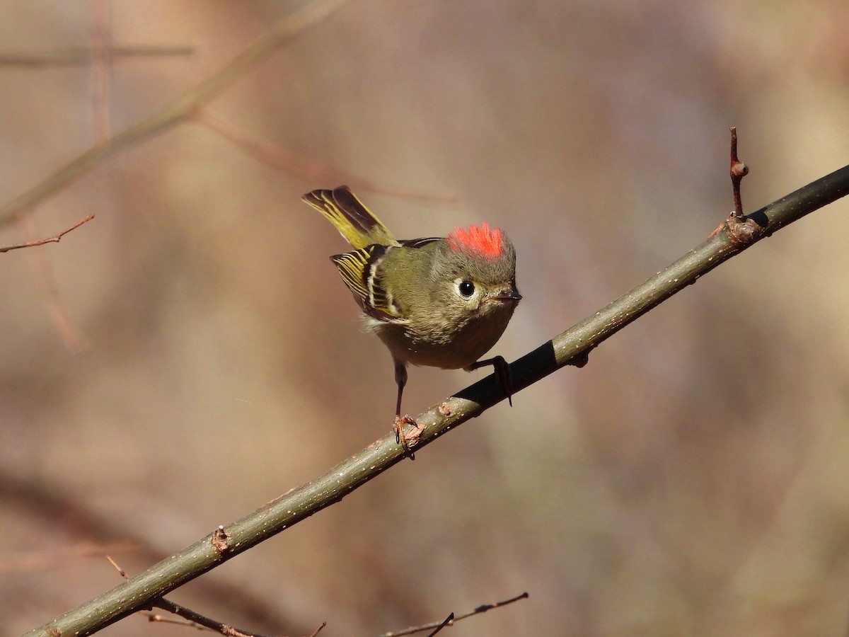 Ruby-crowned Kinglet - Rovina Facey
