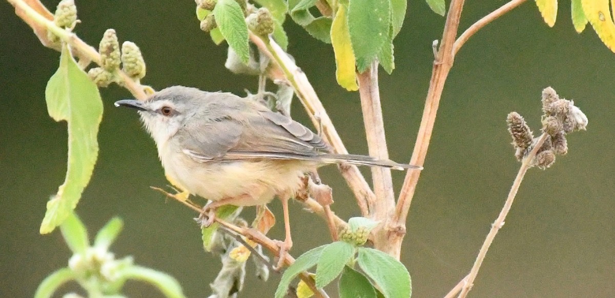 Tawny-flanked Prinia - Theresa Bucher