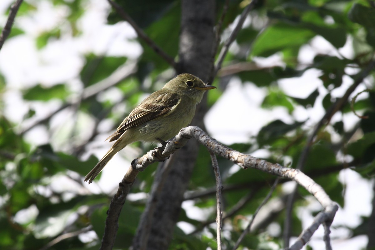 Western Flycatcher (Cordilleran) - ML418686731