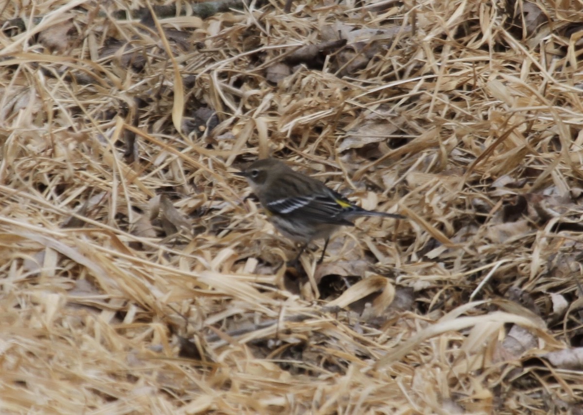 Пісняр-лісовик жовтогузий (підвид coronata) - ML418687041