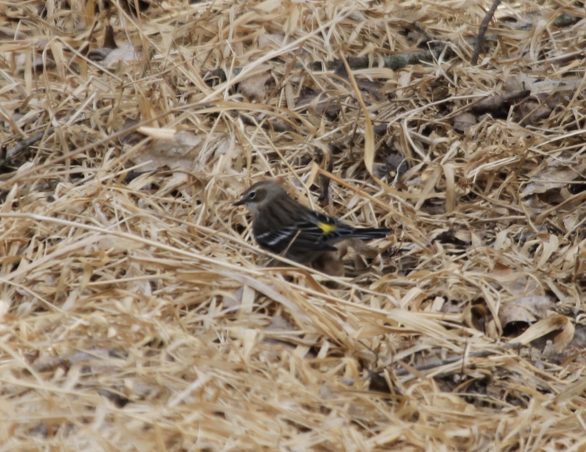 Пісняр-лісовик жовтогузий (підвид coronata) - ML418687051