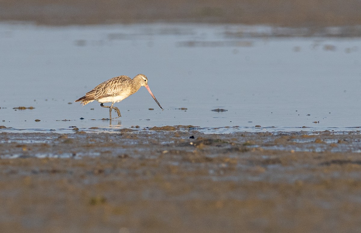 Bar-tailed Godwit (Siberian) - Forest Botial-Jarvis