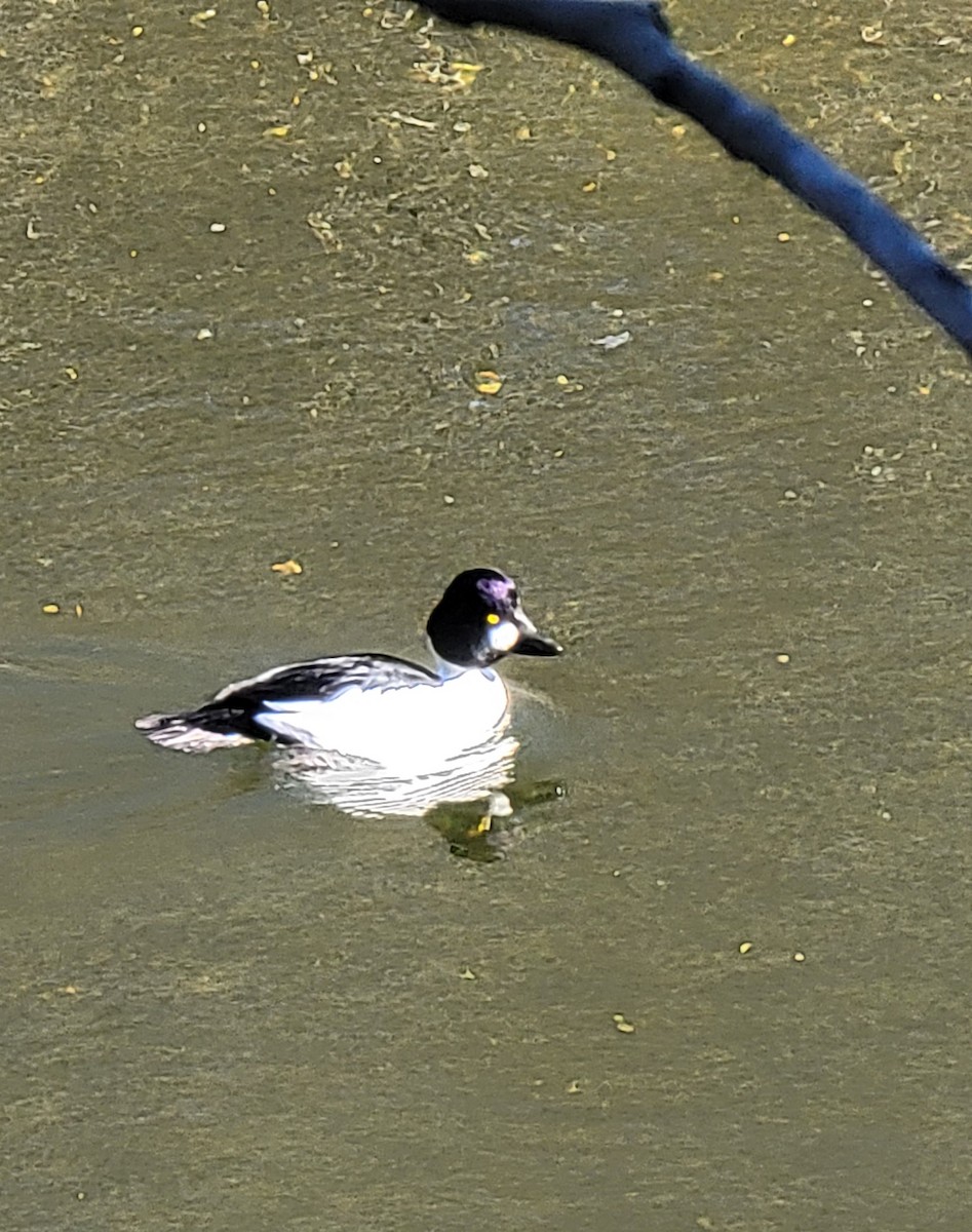 Common Goldeneye - Gord Dubois