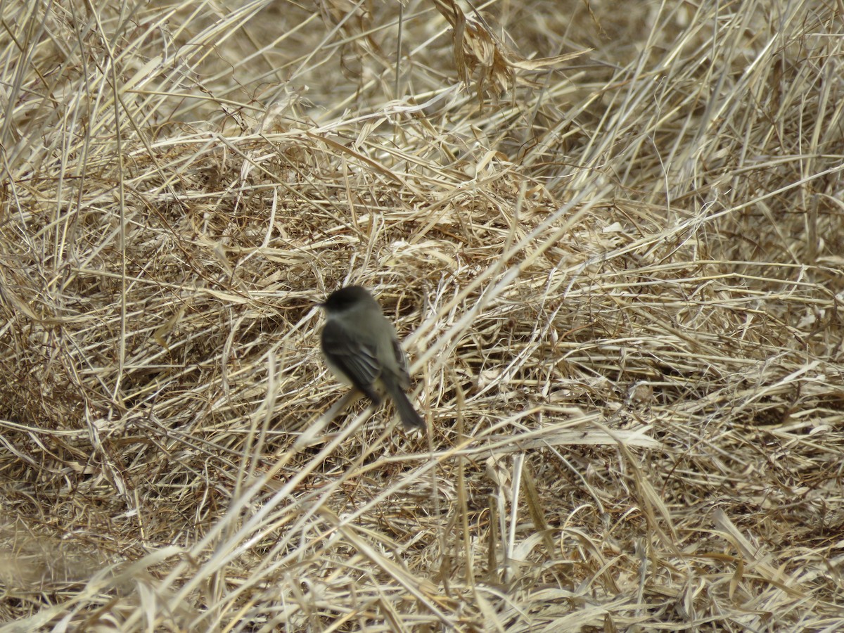 Eastern Phoebe - ML418689761