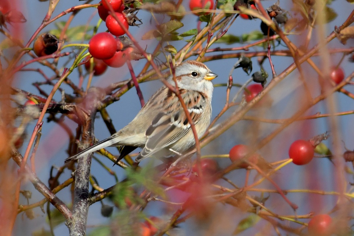 American Tree Sparrow - ML41869071
