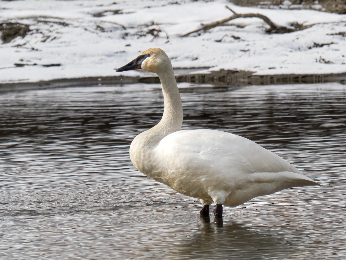 Cygne trompette - ML418691621