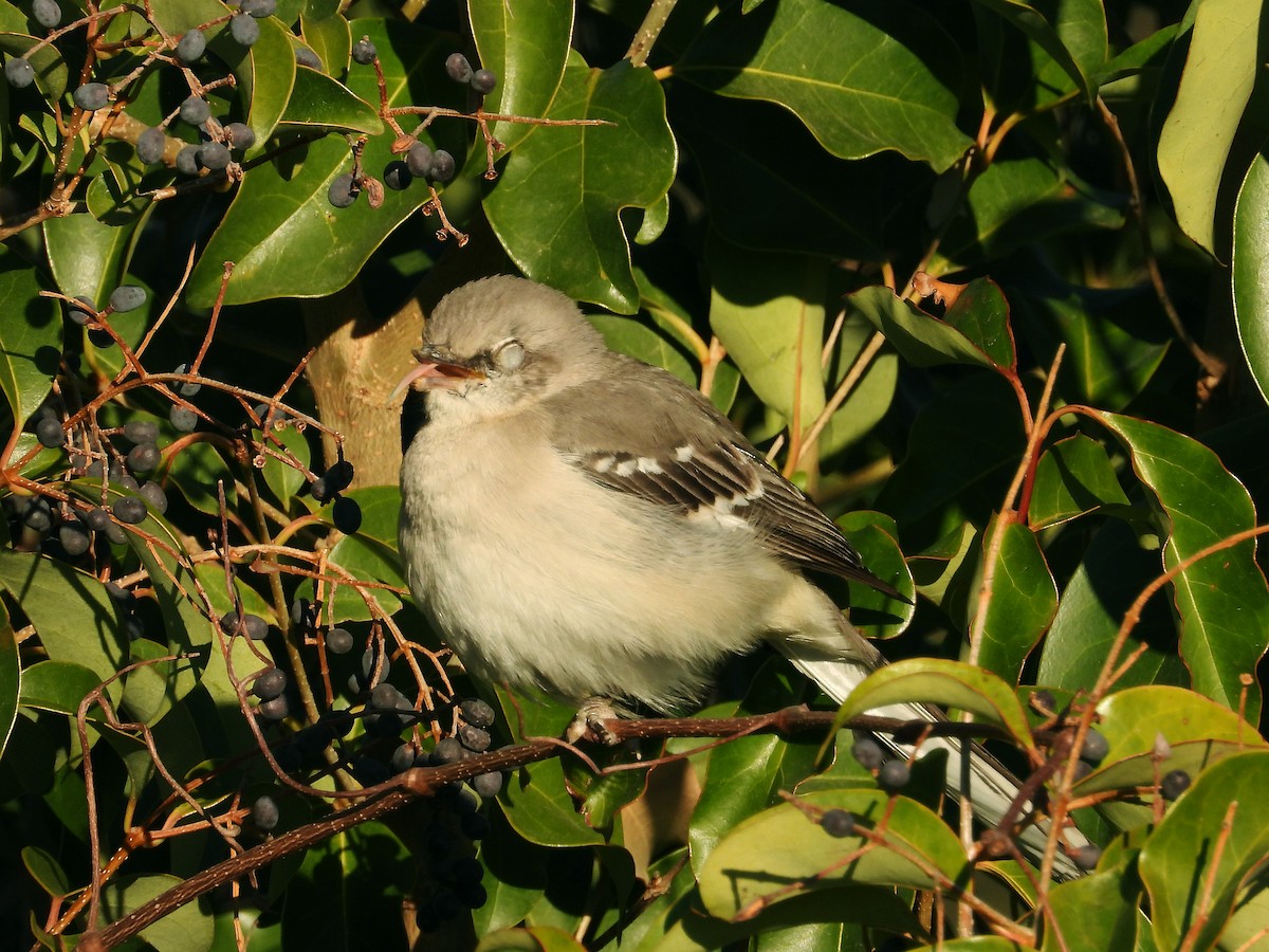 Northern Mockingbird - Rovina Facey