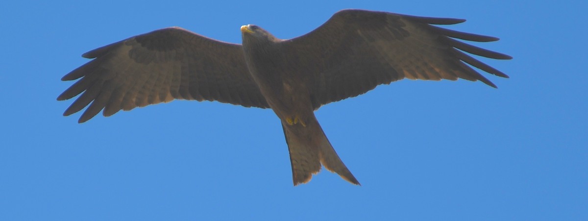 Black Kite (Yellow-billed) - ML41869361