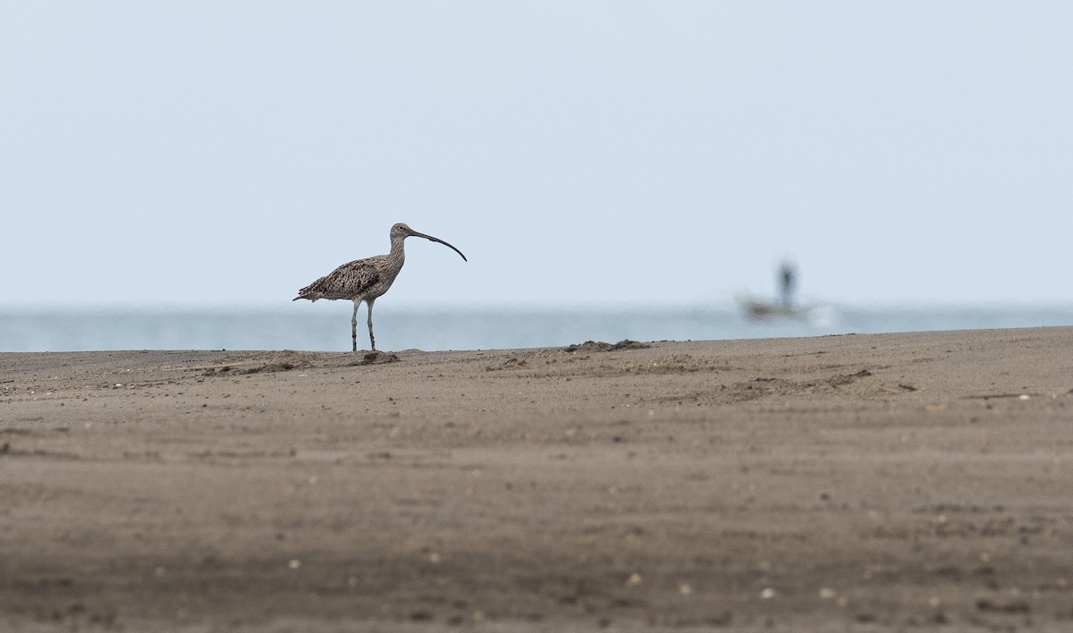 Far Eastern Curlew - Forest Botial-Jarvis