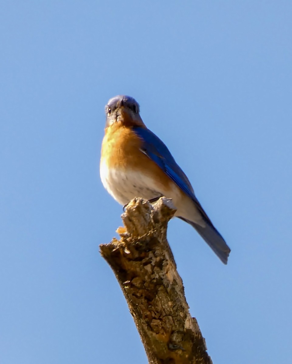 Eastern Bluebird - Kathy L. Mock