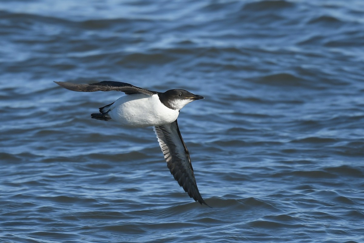 Thick-billed Murre - ML418696011