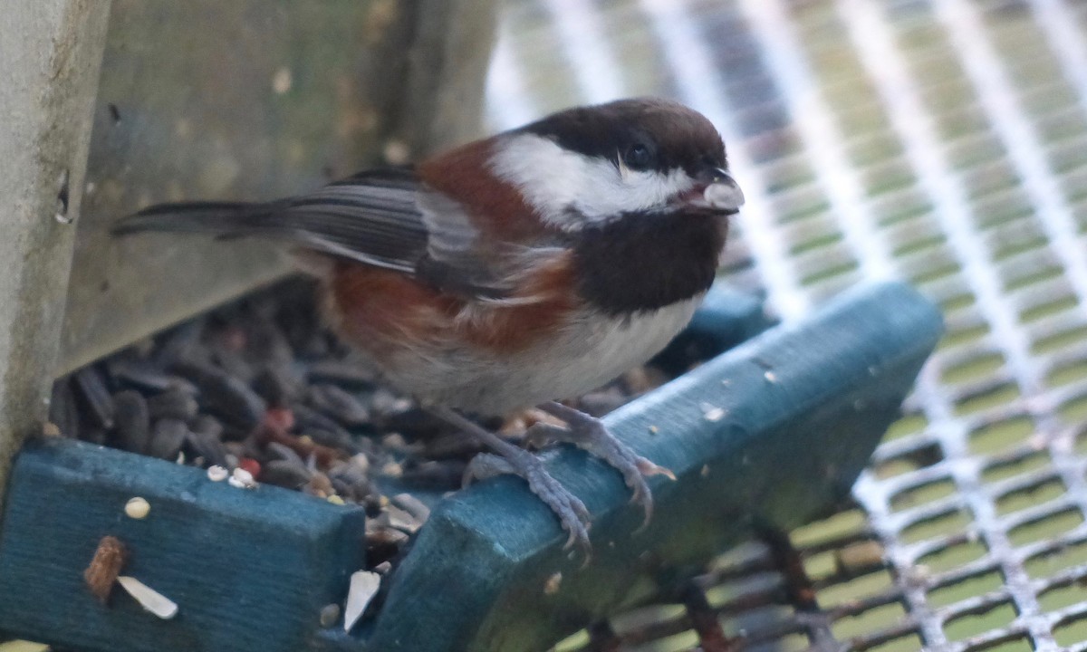 Chestnut-backed Chickadee - Deb Holland