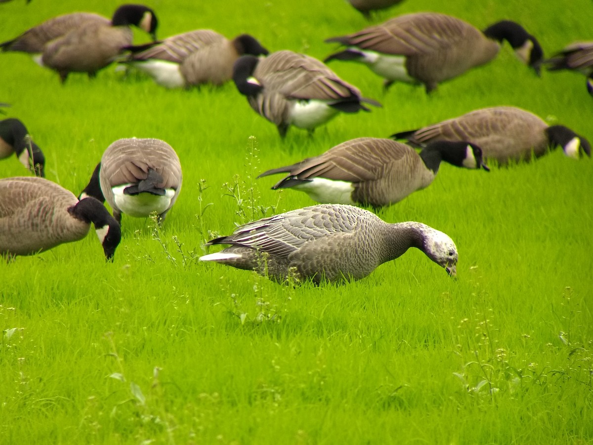 Emperor Goose - Dave Slager