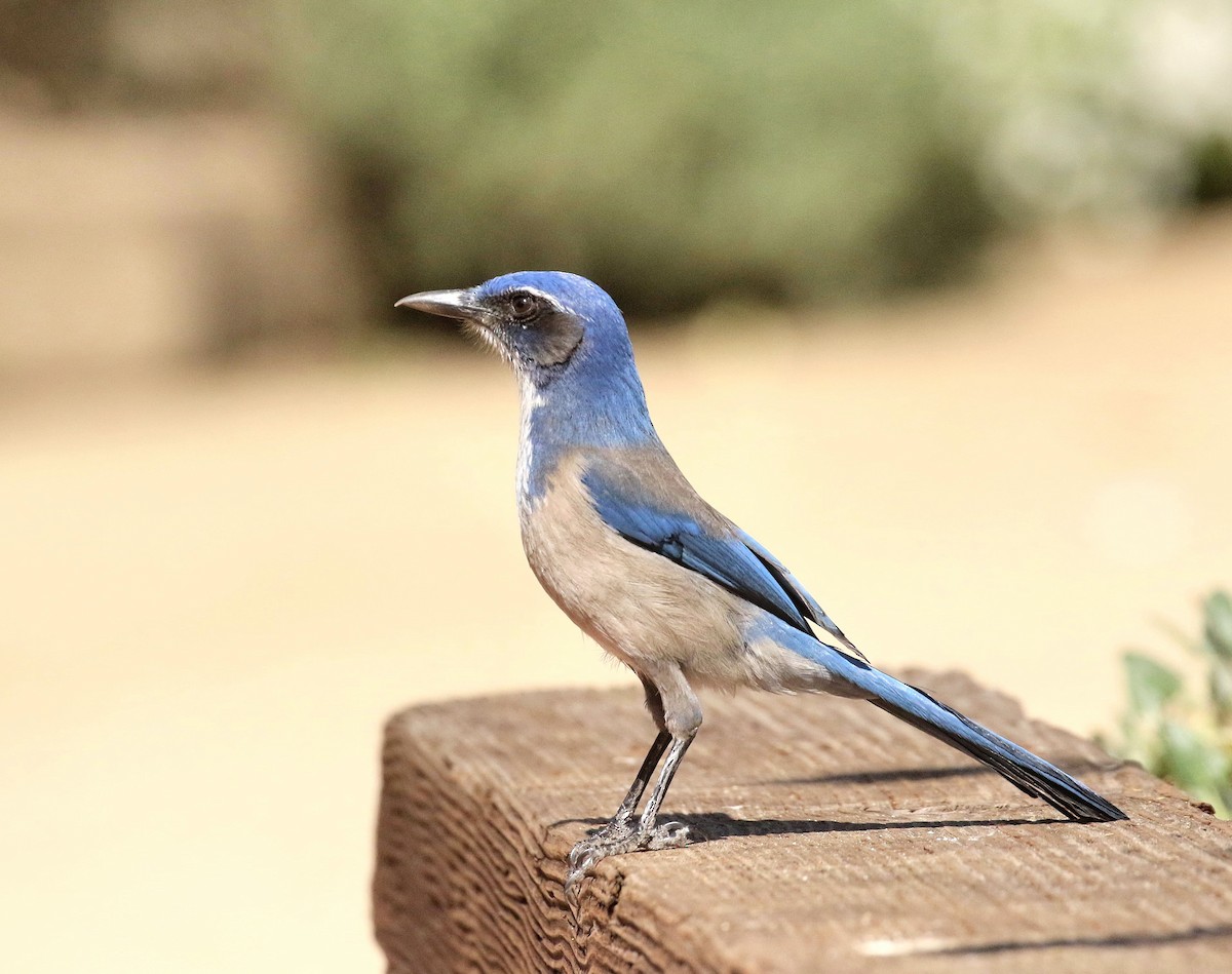 California Scrub-Jay - ML418698311