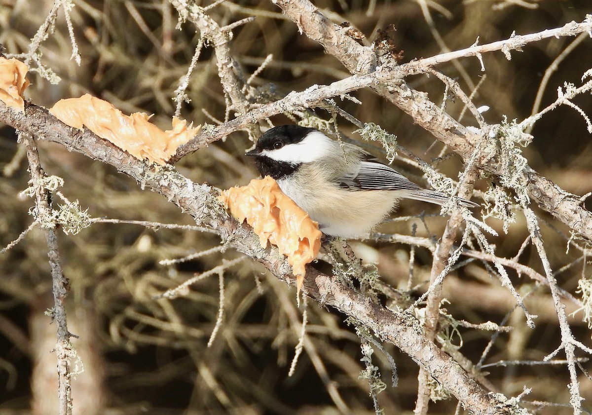 Black-capped Chickadee - Mary Keithler