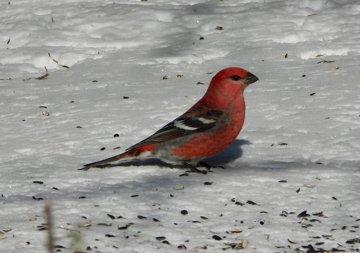 Pine Grosbeak - Mary Keithler