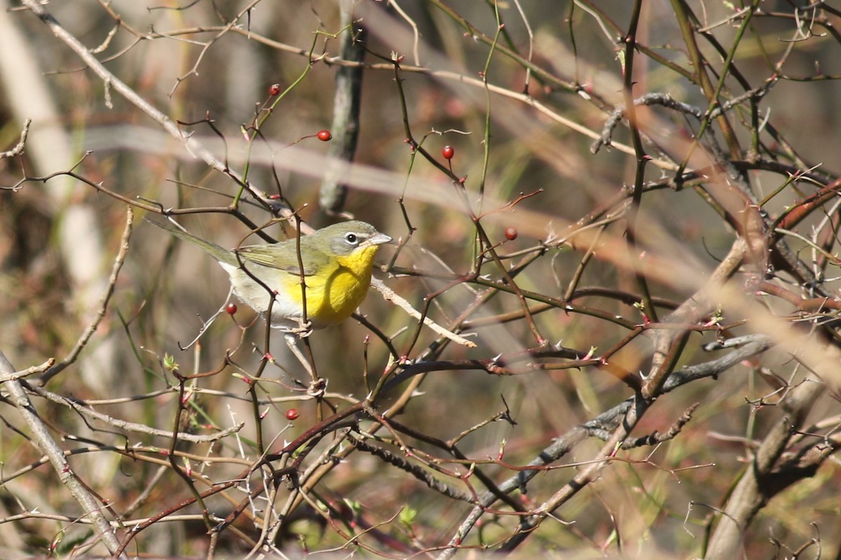 Yellow-breasted Chat - ML418701631