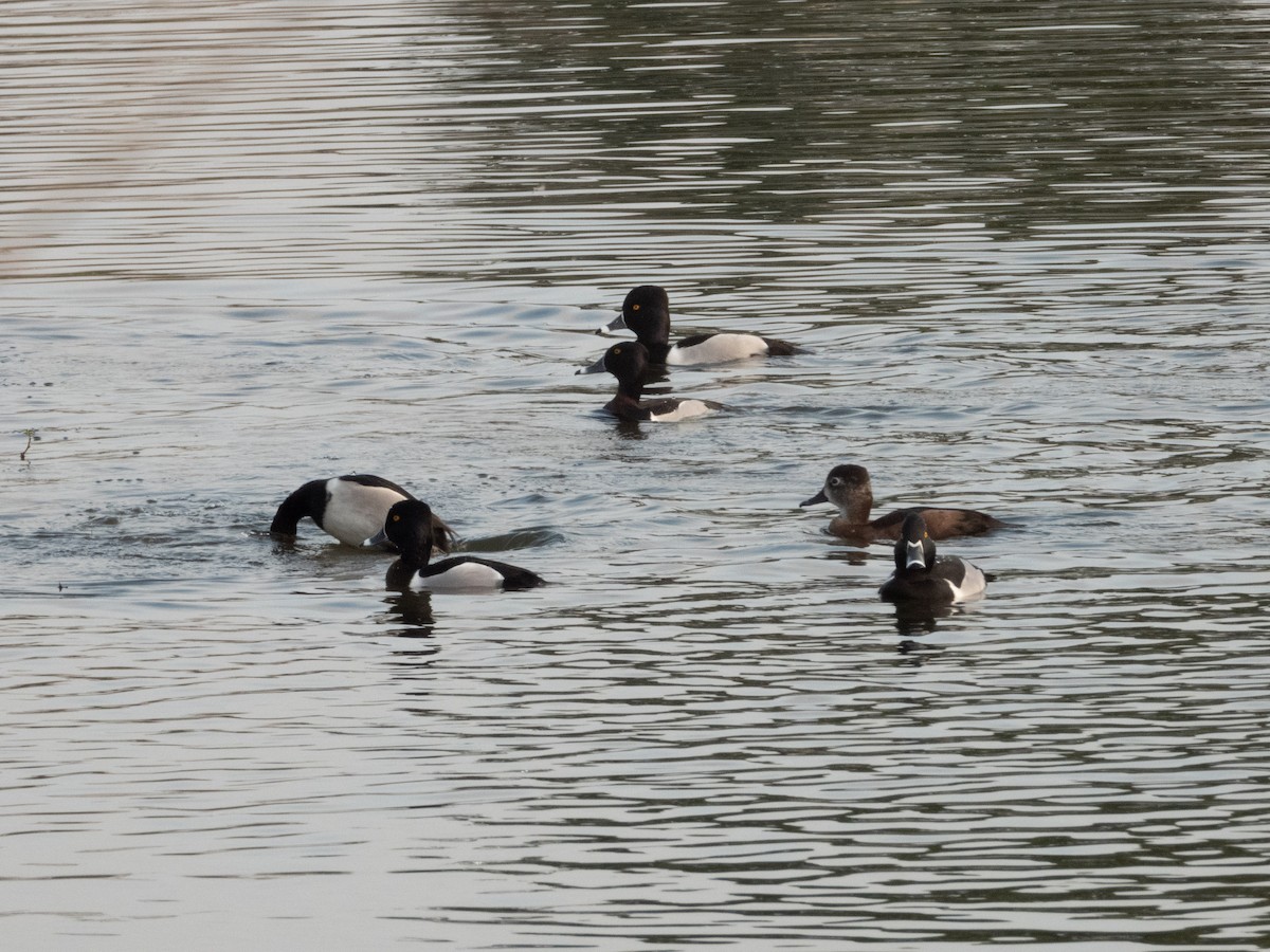 Ring-necked Duck - ML418701641