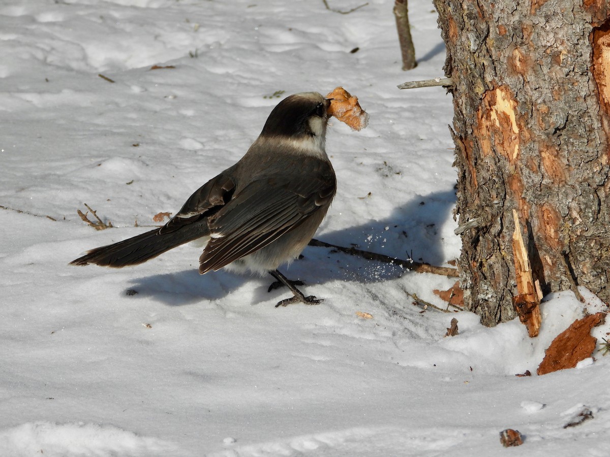 Canada Jay - ML418701891