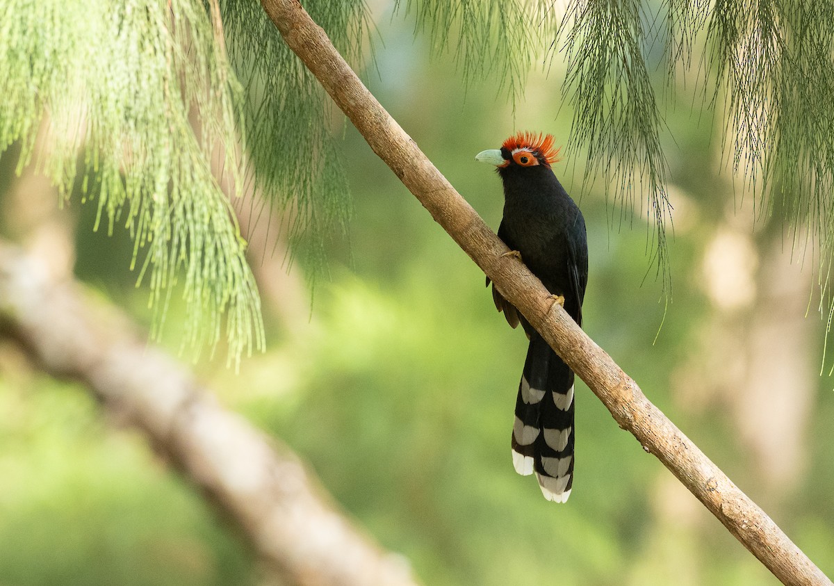 Red-crested Malkoha - ML418702081