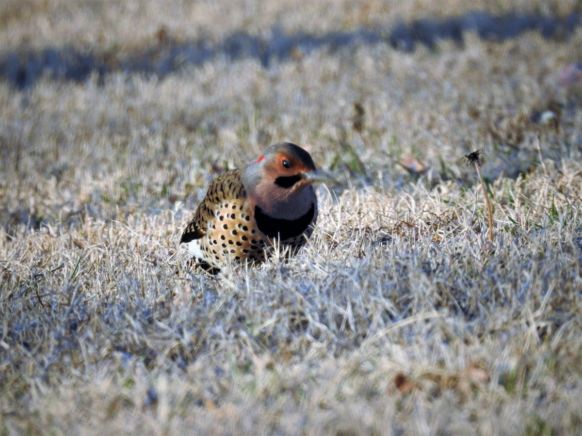 Northern Flicker - ML418702211