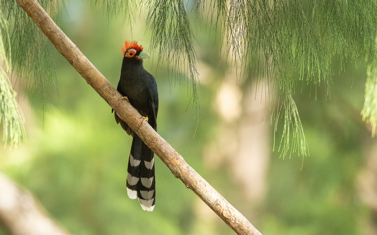 Red-crested Malkoha - Forest Botial-Jarvis